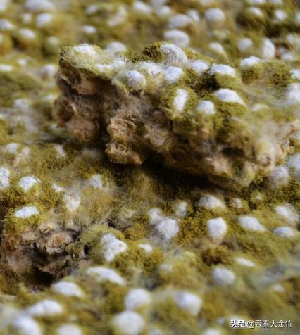 家庭自酿黄豆酱（酱油）-感受食品发酵的神奇