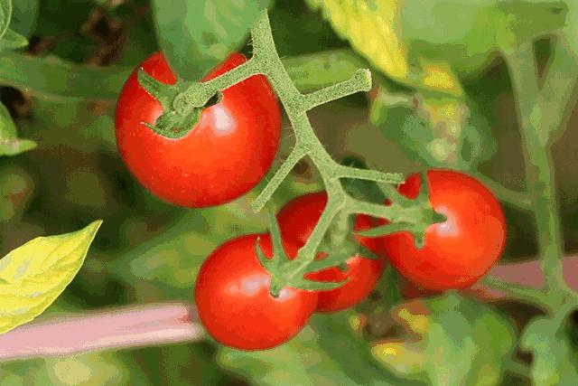 大爱武进！前黄残疾人合作社滞销的圣女果有销路啦.......