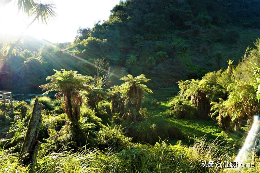 新西兰霍比特人村攻略,新西兰霍比特蓝泉一日游