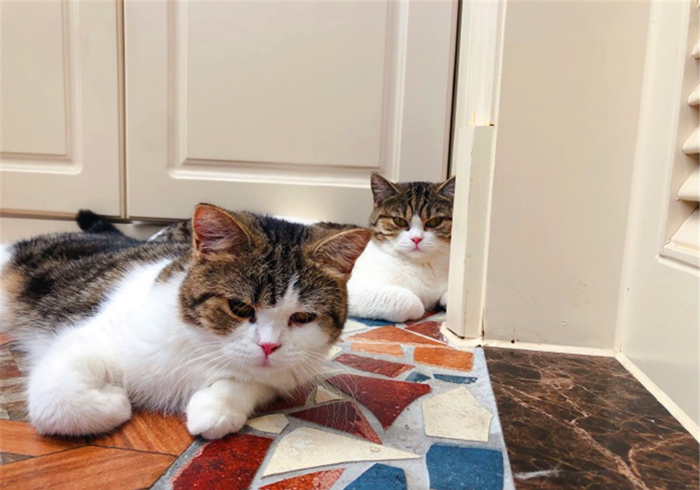 田园猫还有纯血统吗,田园猫真的很高冷吗