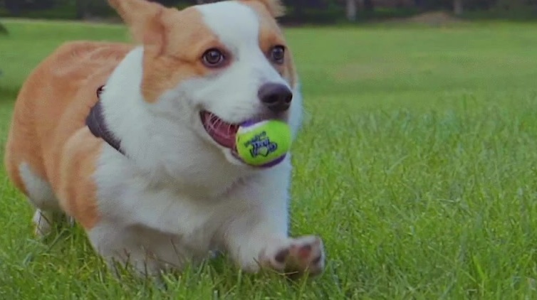 柯基十大优缺点,柯基智身价