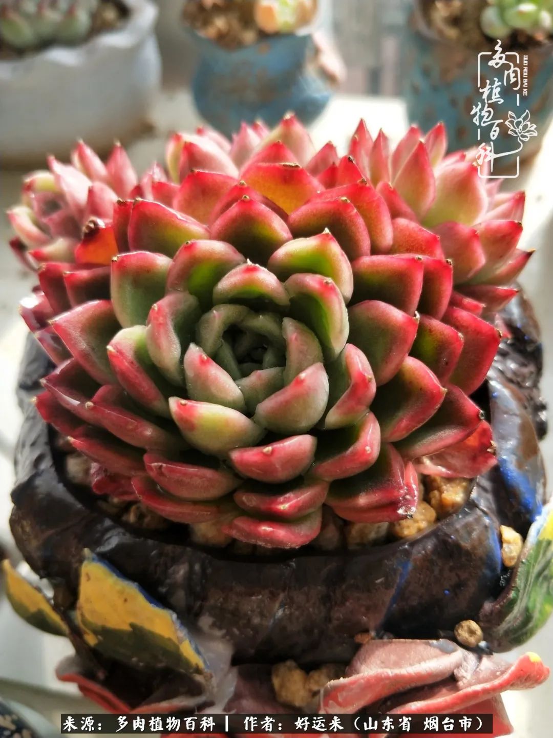 这世上怎么会有那么可爱的小可爱,这世上怎么有这么可爱的小生物