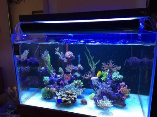 藻类用什么药消灭最好,藻类最佳治疗方法视频