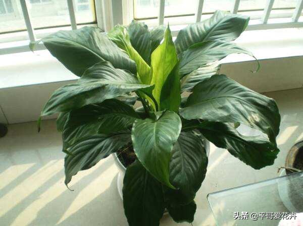 一帆风顺叶子发黄的解决方法,一帆风顺叶片枯萎发黑是什么原因