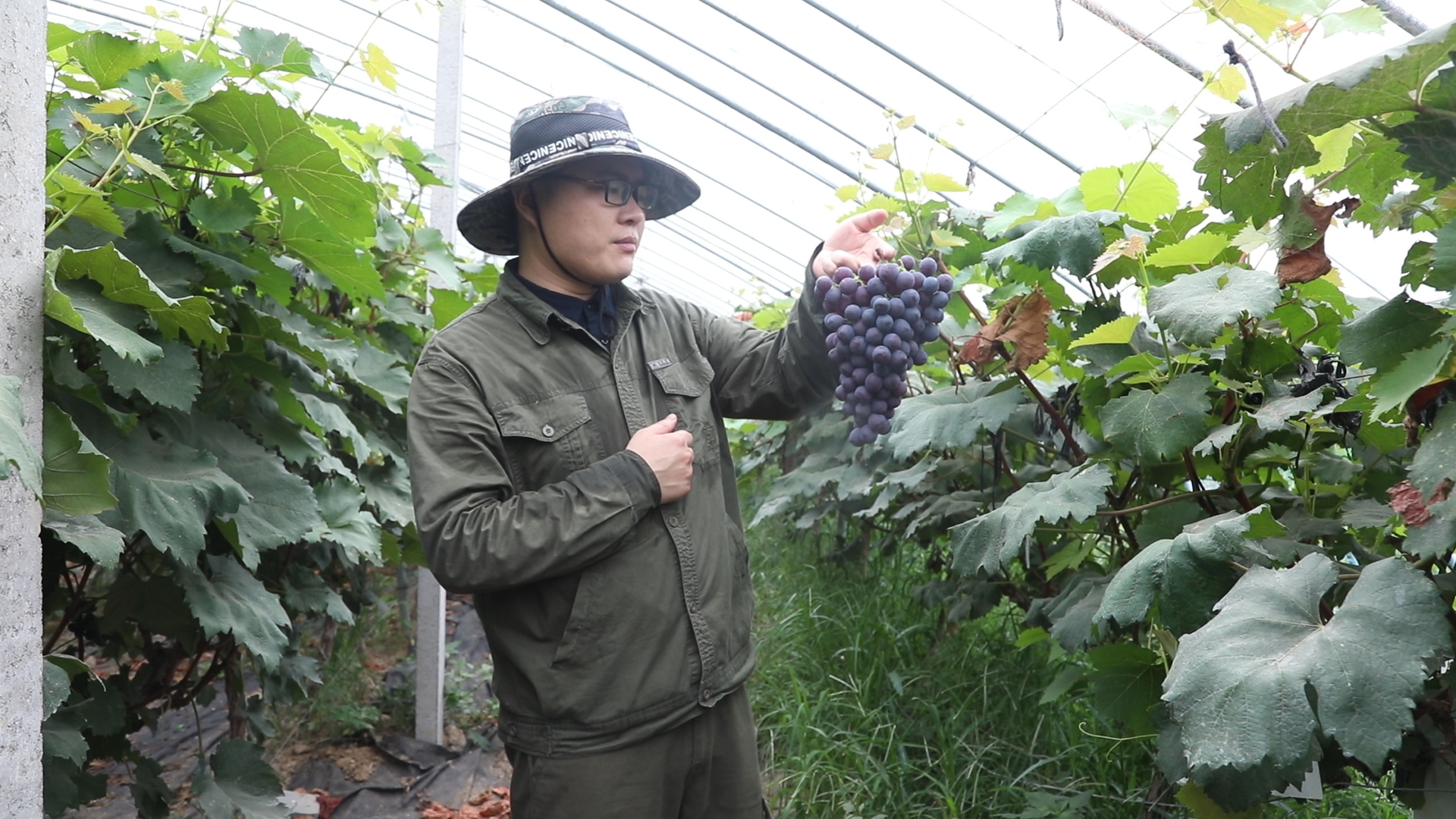 什么葡萄最好吃口感好,怎么挑可口脆的葡萄