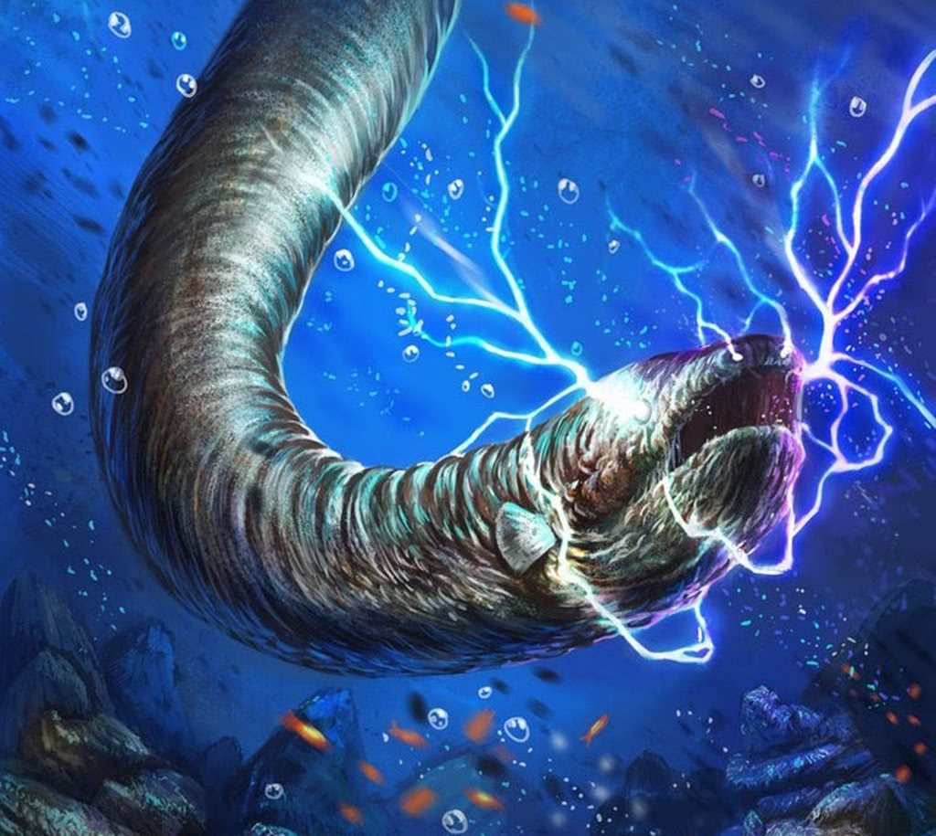 详解电鳗为何不会电死,电鳗和电鳗相互放电会不会被电死