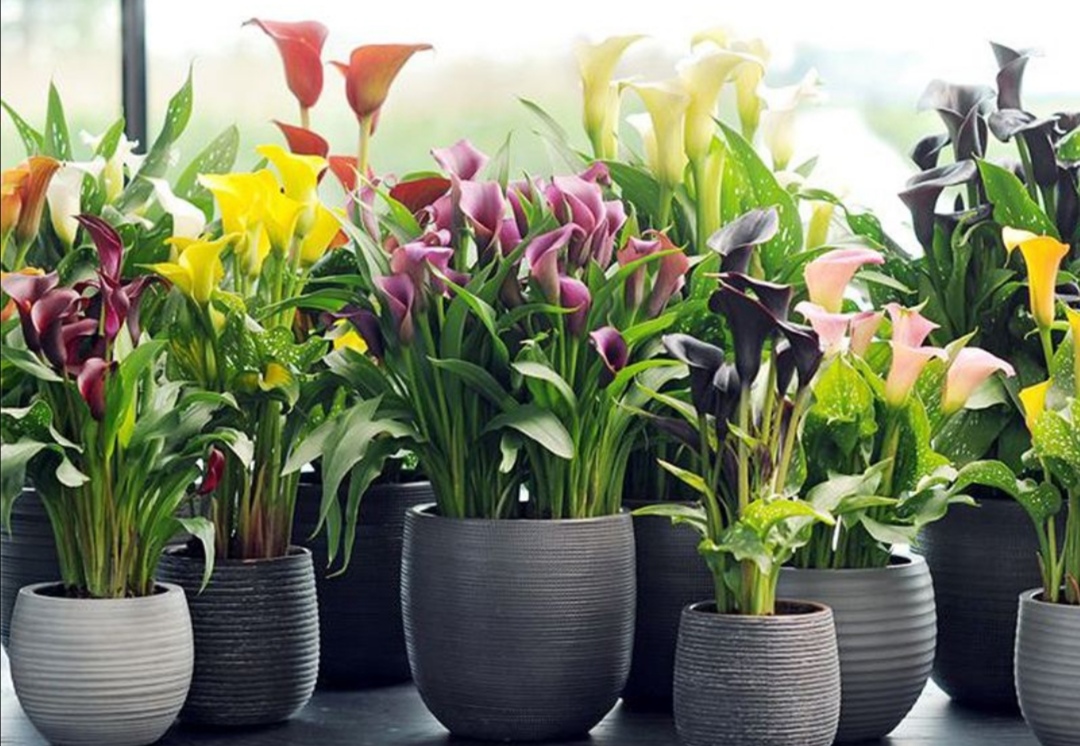 马蹄莲开完花以后该如何做,马蹄莲的养护要点和方法是什么