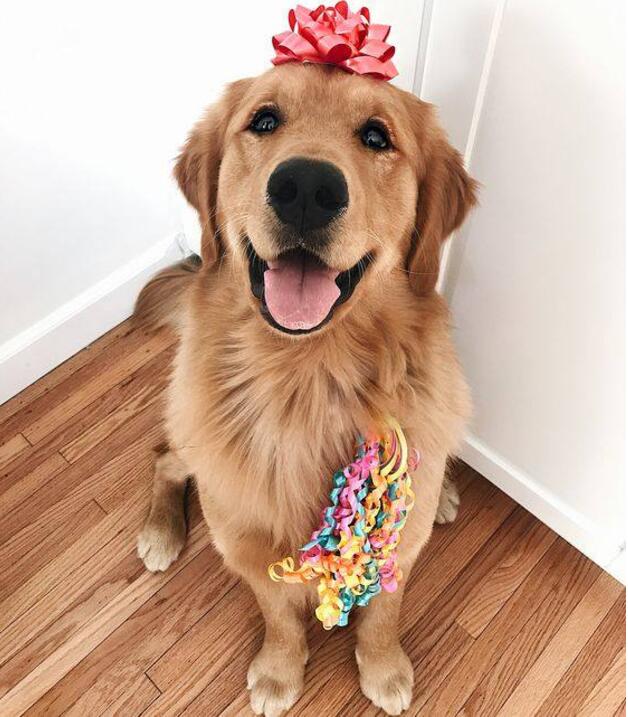 狗界颜值天花板萨摩耶,比熊泰迪萨摩耶哪个颜值高