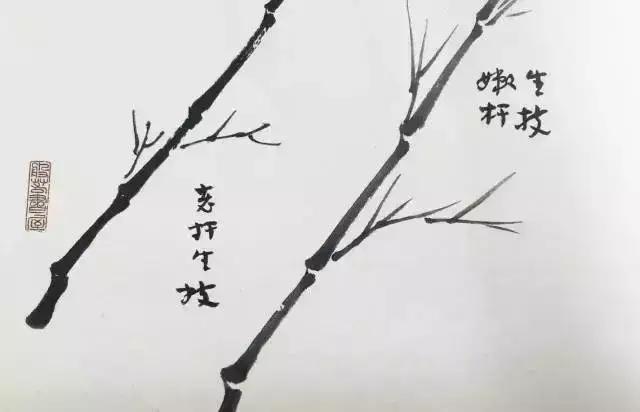 学画竹子的关键就是画竹叶,竹叶的画法及竹子完整画法