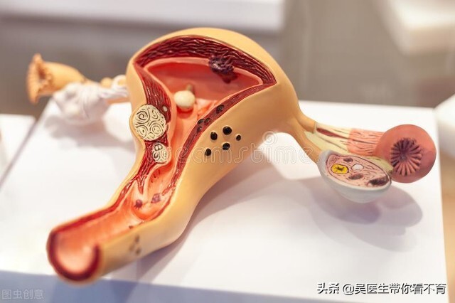 一颗精子的故事,一颗精子的形成时间