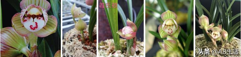 春兰姜氏荷兰名品欣赏,姜氏荷兰花春兰