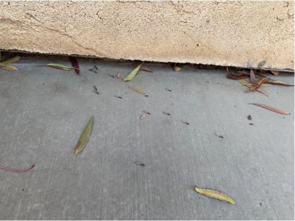 家里有白蚁最简单处理方法,白蚁处理方法家里发现白蚁怎么治