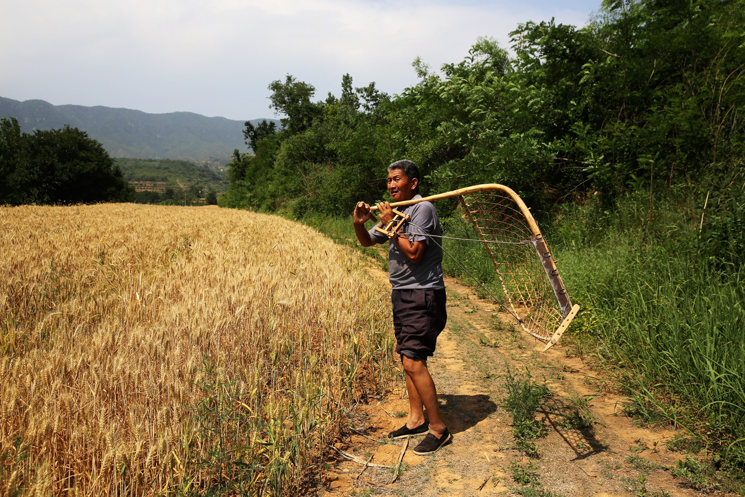 割麦神器大全视频,农民割麦用什么神器