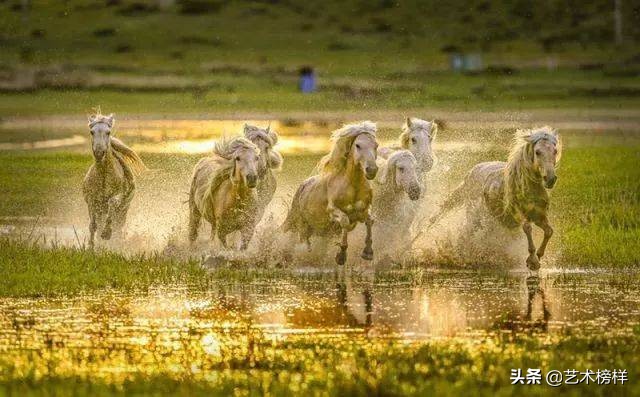 摄影家张明友：把“蒙古马精神”传播到全世界