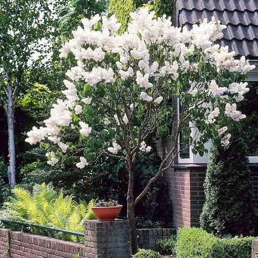 养花人最值得养的十二种花，一种花一种风华，你家养了几种？