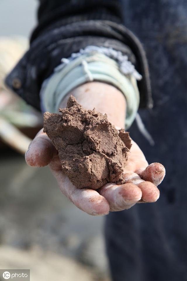 新手钓大鱼必会的技巧,不怕小鱼闹的饵