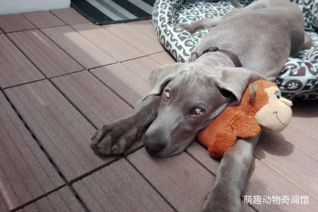 德国养狗暴力杀狗案件,德国杀害狗狗被判刑