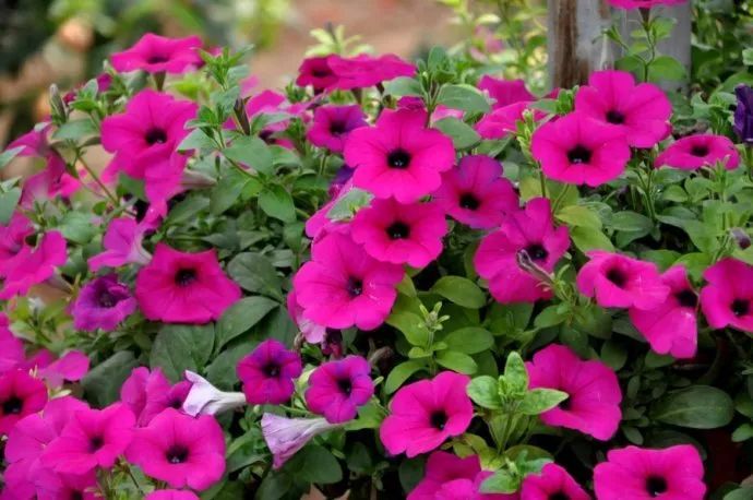 100种常见观叶植物图鉴史上最全,农村常见的100种植物