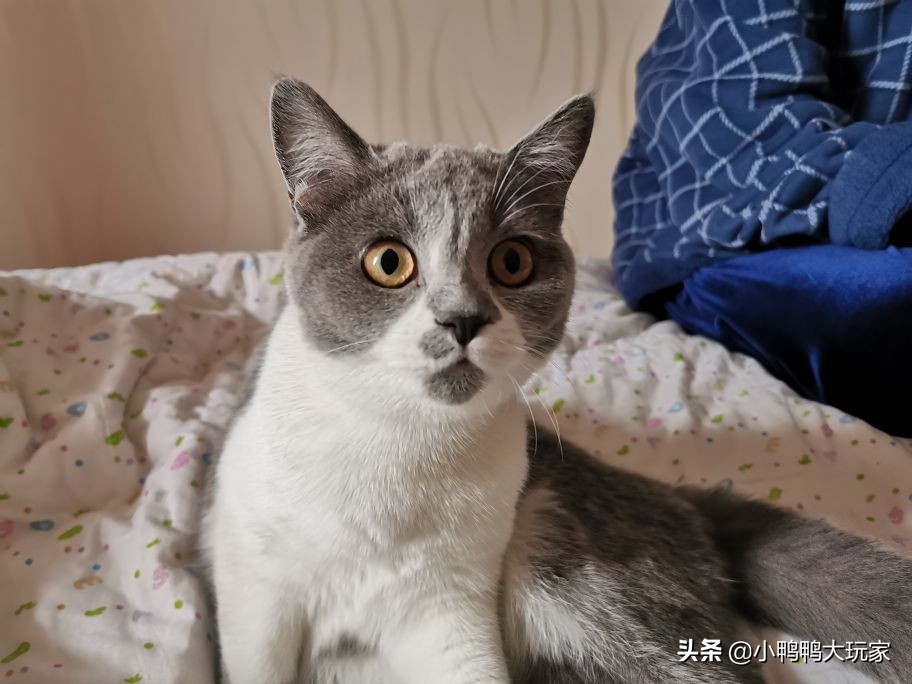 听说猫进入发情期后会到处撒尿，我家的猫还要养下去吗？