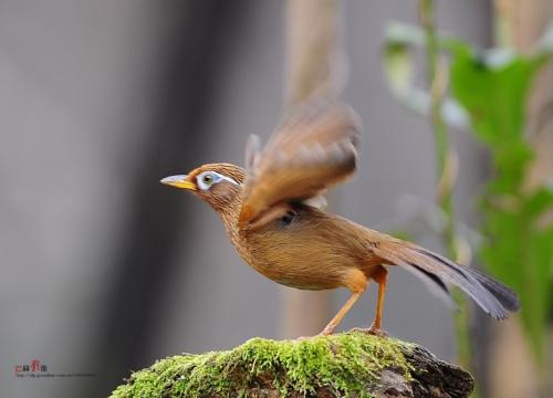 适合在家养的宠物鸟有哪些,不知道养什么观赏鱼