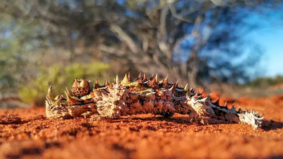华为p30的镜头模组叫什么,华为p30镜头是蓝宝石的吗