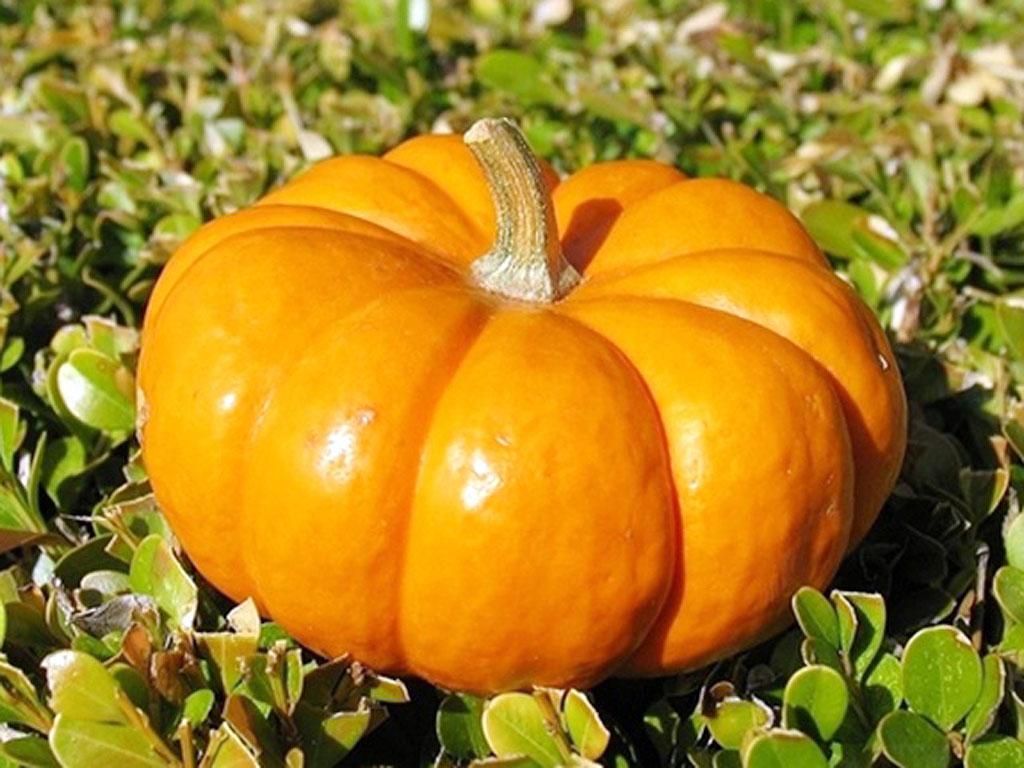 听上去有些不靠谱三种观赏鱼疾病治疗方法，看一看不吃亏的