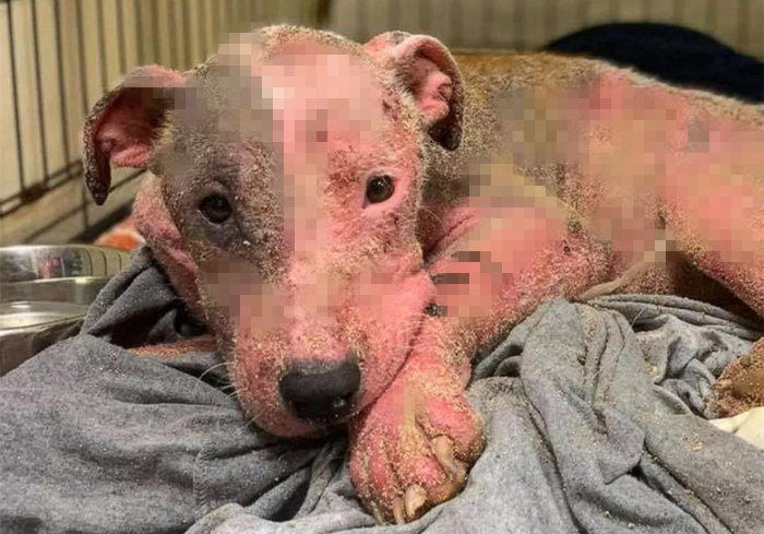 狗狗被烫伤了用什么药最好,狗狗烫伤应该用什么药物