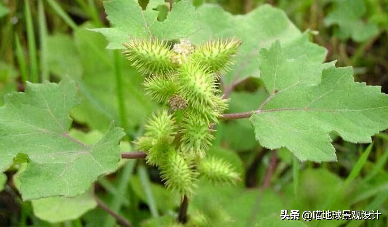 农村常见的野花野草哪些是能吃的,儿时在农村最常见的野花野草