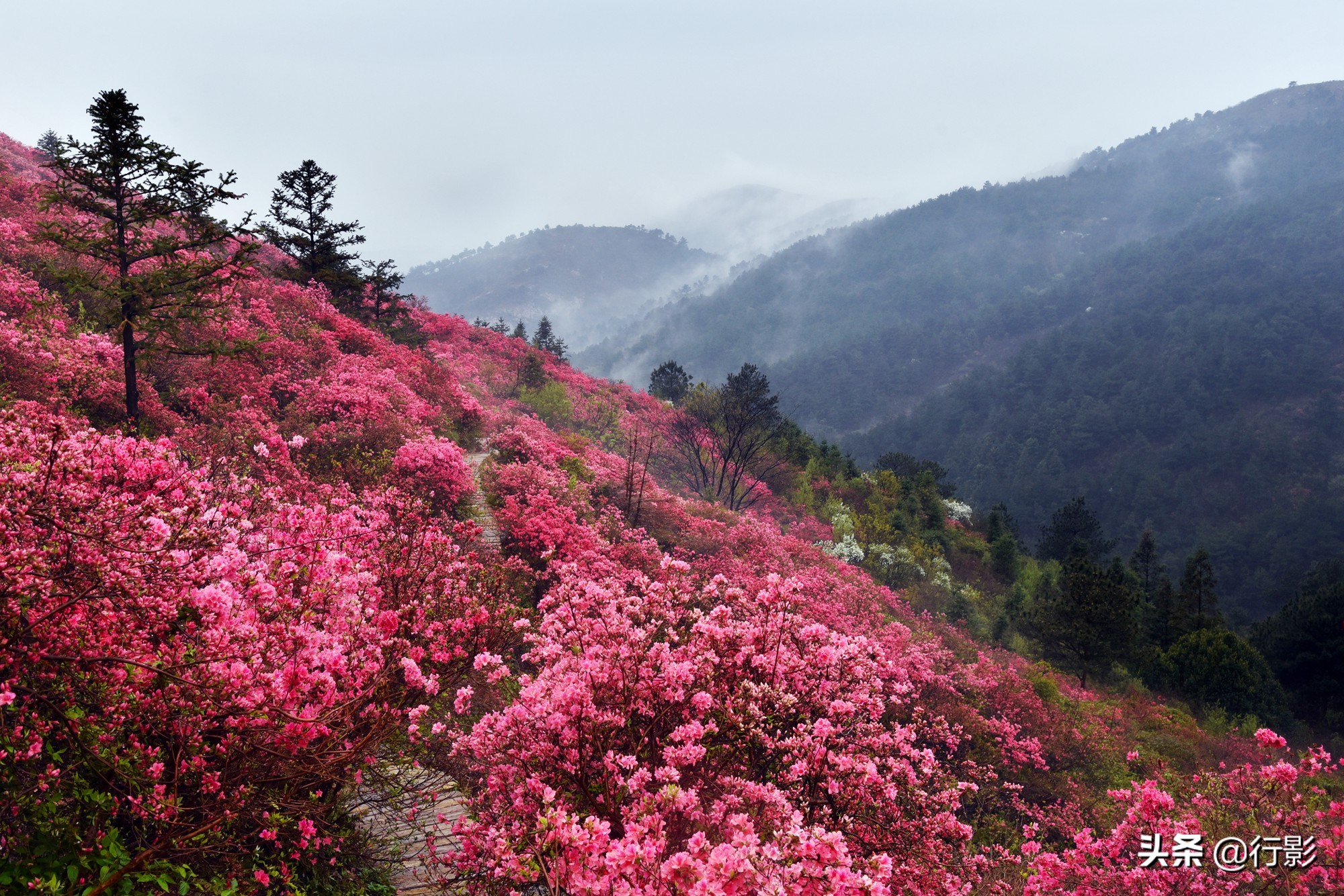 网红景点武汉云雾山,是何美景让三十万人趋之若鹜,天天爆满?
