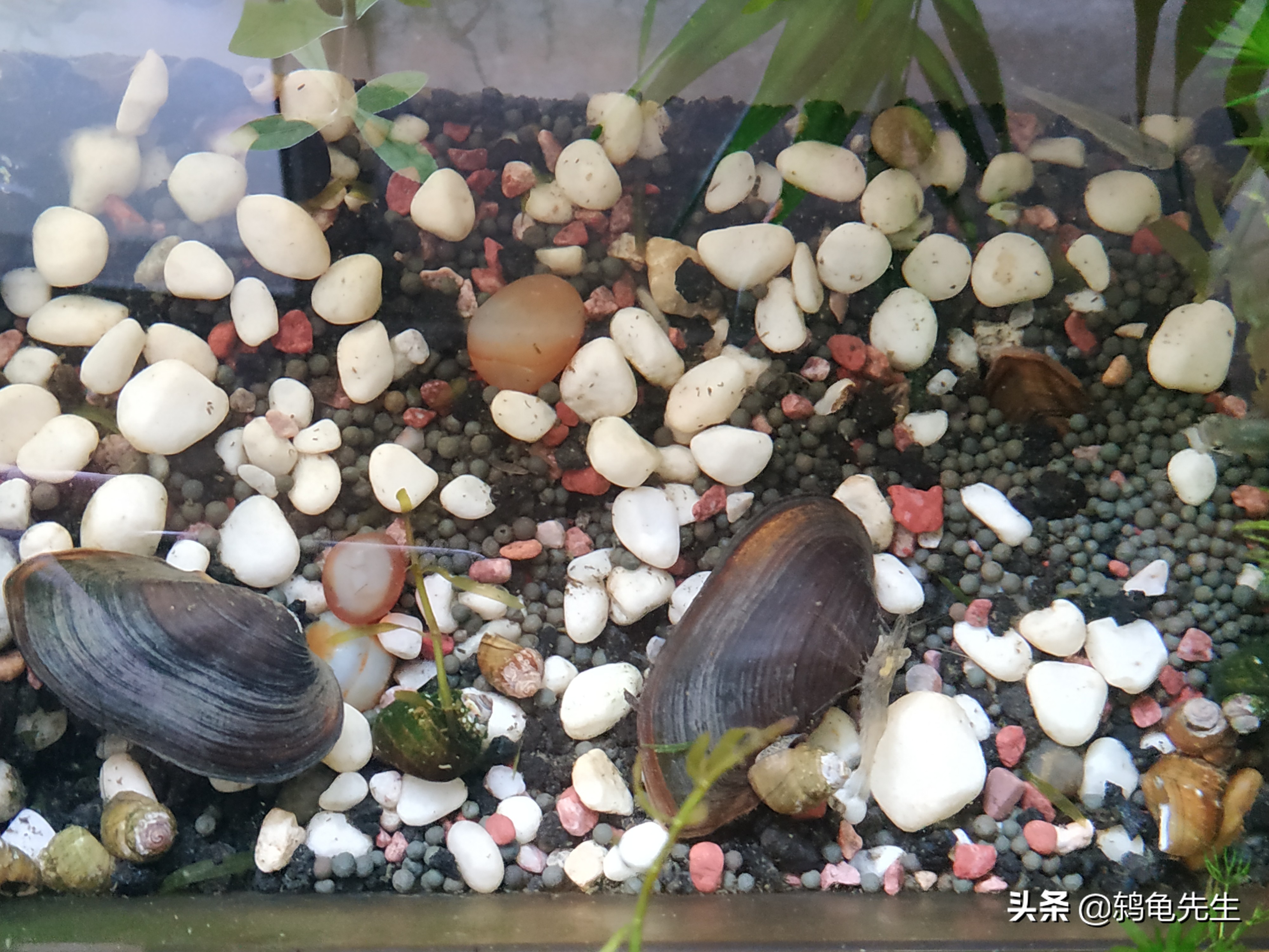 鱼缸里的河蚌死了要换水吗,河蚌可以放在鱼缸过滤缸里养吗