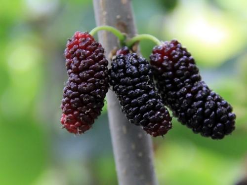 腹泻者不宜吃什么水果苹果枇杷,腹泻期间可以吃哪些水果和食物