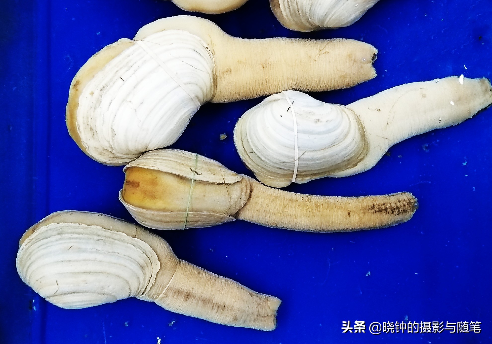 岘港最好吃的海鲜餐厅,越南旅游攻略岘港海鲜