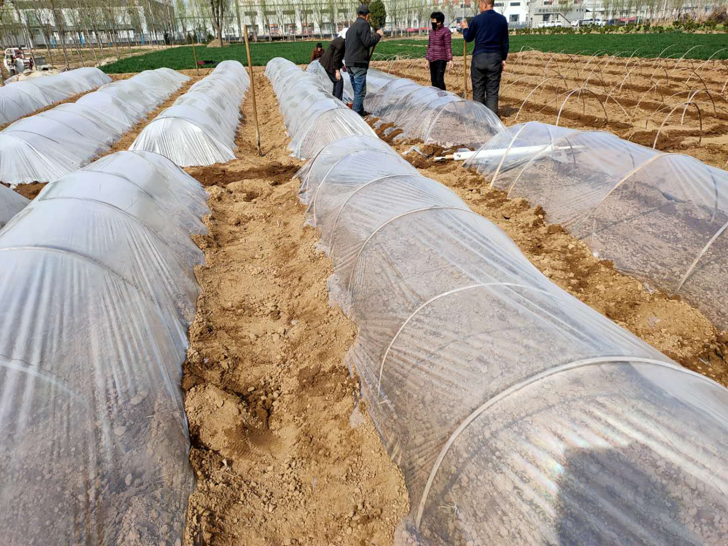 鸡泽龙泉疫情防控,鸡泽县疫情防控