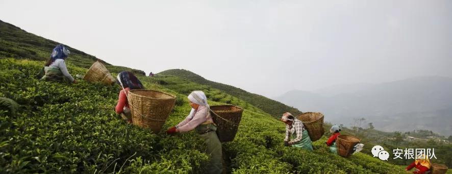 尼泊尔佛茶,尼泊尔高山茶