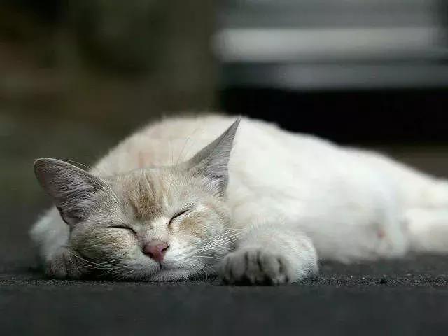 猫德动物医院治猫瘟,福懋动物医院好不好