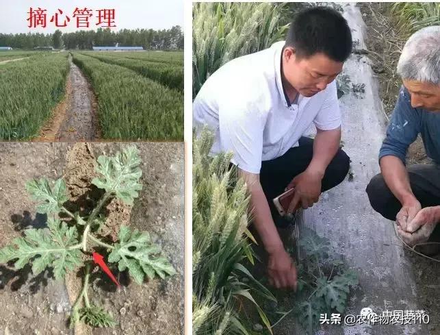 西瓜栽培技术全面的文字解释,西瓜栽培技术和方法