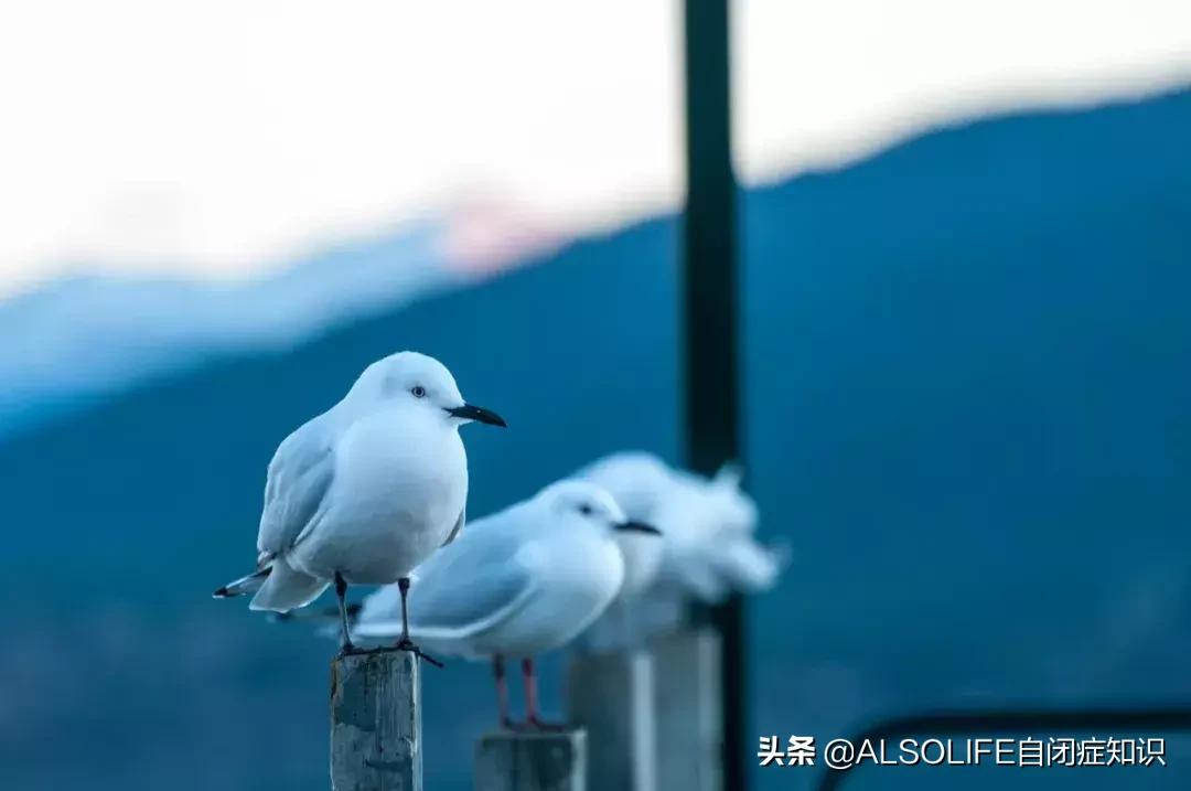 李喜禾得了自闭症,喜禾自闭症孩子