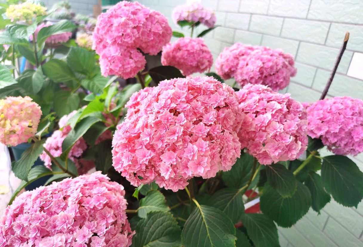 绣球苗叶子打蔫不缺水,盆栽绣球不缺水打蔫怎么处理