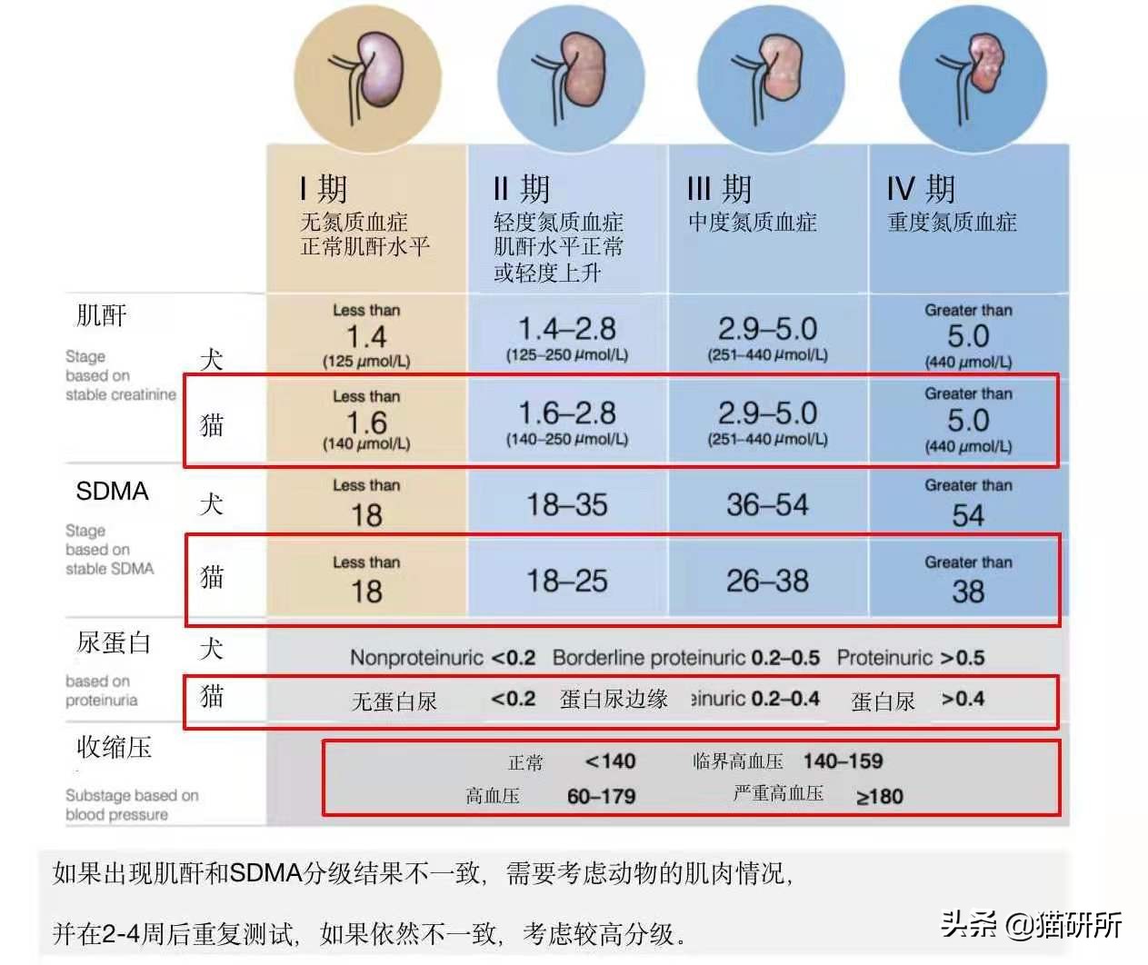 老年猫肾衰的最佳治疗方法,老年猫肾病怎么治疗