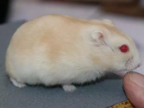 坎贝尔仓鼠和加卡利亚仓鼠,仓鼠生育的小仓鼠种类