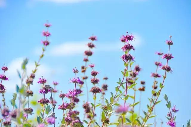 瑭碧香事|采一束香草，熏一段时光