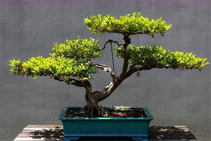 黄杨盆景怎么养才能养好,养盆景诀窍想知道吗