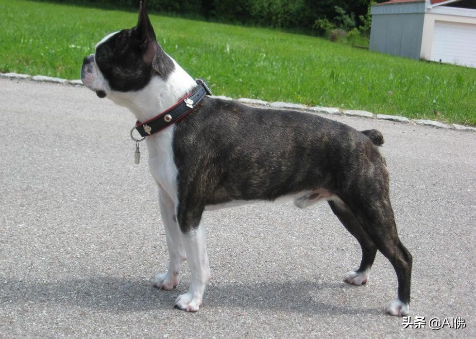 中国犬种起源与进化,比熊犬犬种起源