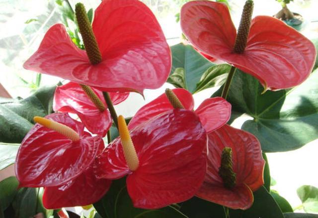 红掌烂根怎么样才能救活,红掌烂根怎么救