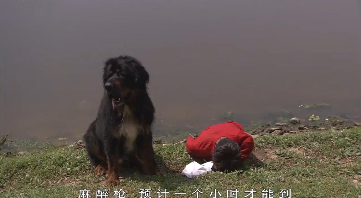 藏獒被抛弃咬舌自尽的电影,藏獒咬舌自尽是真的吗