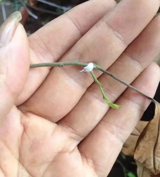 养花土如何杀菌除虫,月季生虫自制杀虫水