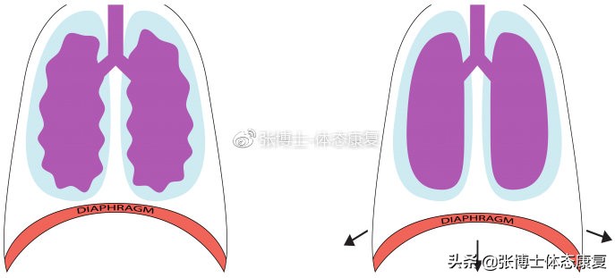 您了解腹式呼吸吗,腹式呼吸名词解释