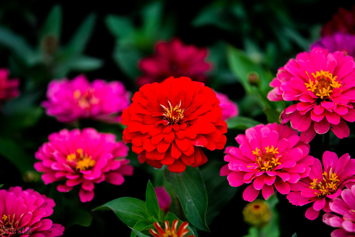 郁郁葱葱的多肉植物,适合阳光足的一年四季开花的植物