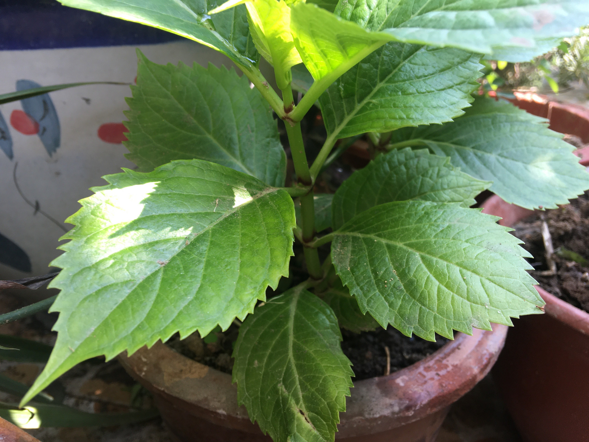 5种洋气花,什么花价格便宜又好养