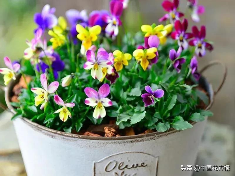 同样是“堇”，为什么“小兔子”这么有个性？